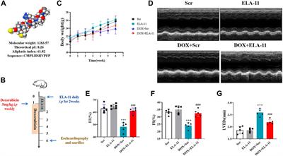 ELA-11 protects the heart against oxidative stress injury induced apoptosis through ERK/MAPK and PI3K/AKT signaling pathways